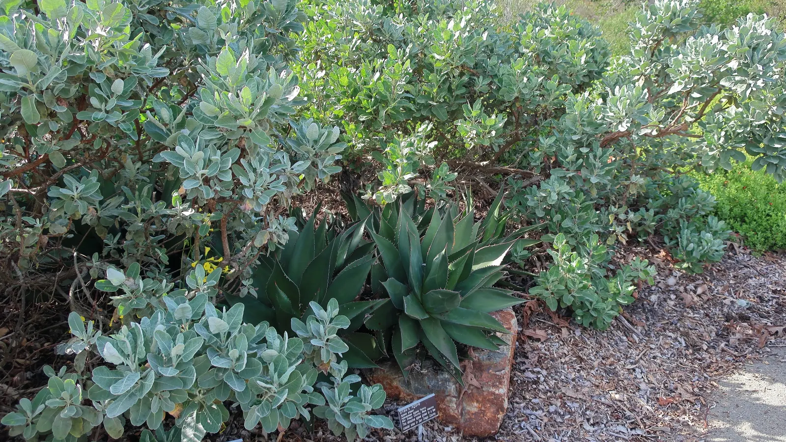 Shaw's Century Plant (Agave Shawii) — This slow-growing succulent prefers full sun