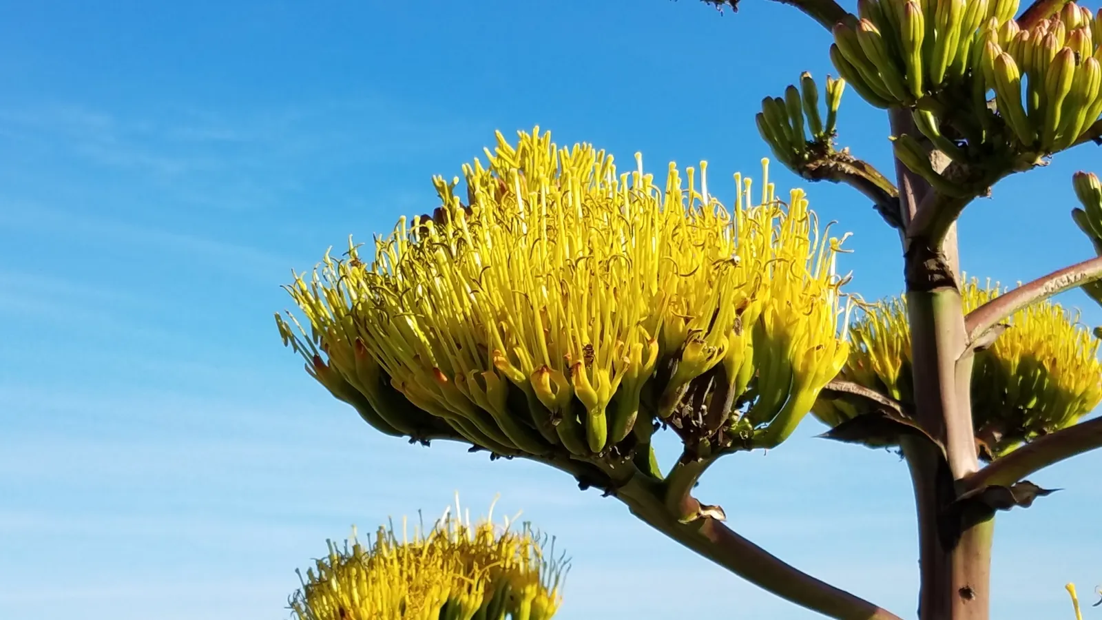 Shaw's Century Plant (Agave Shawii) — Native to the coastal regions of California and Baja California; shaw's Century Plant requires sufficient space to