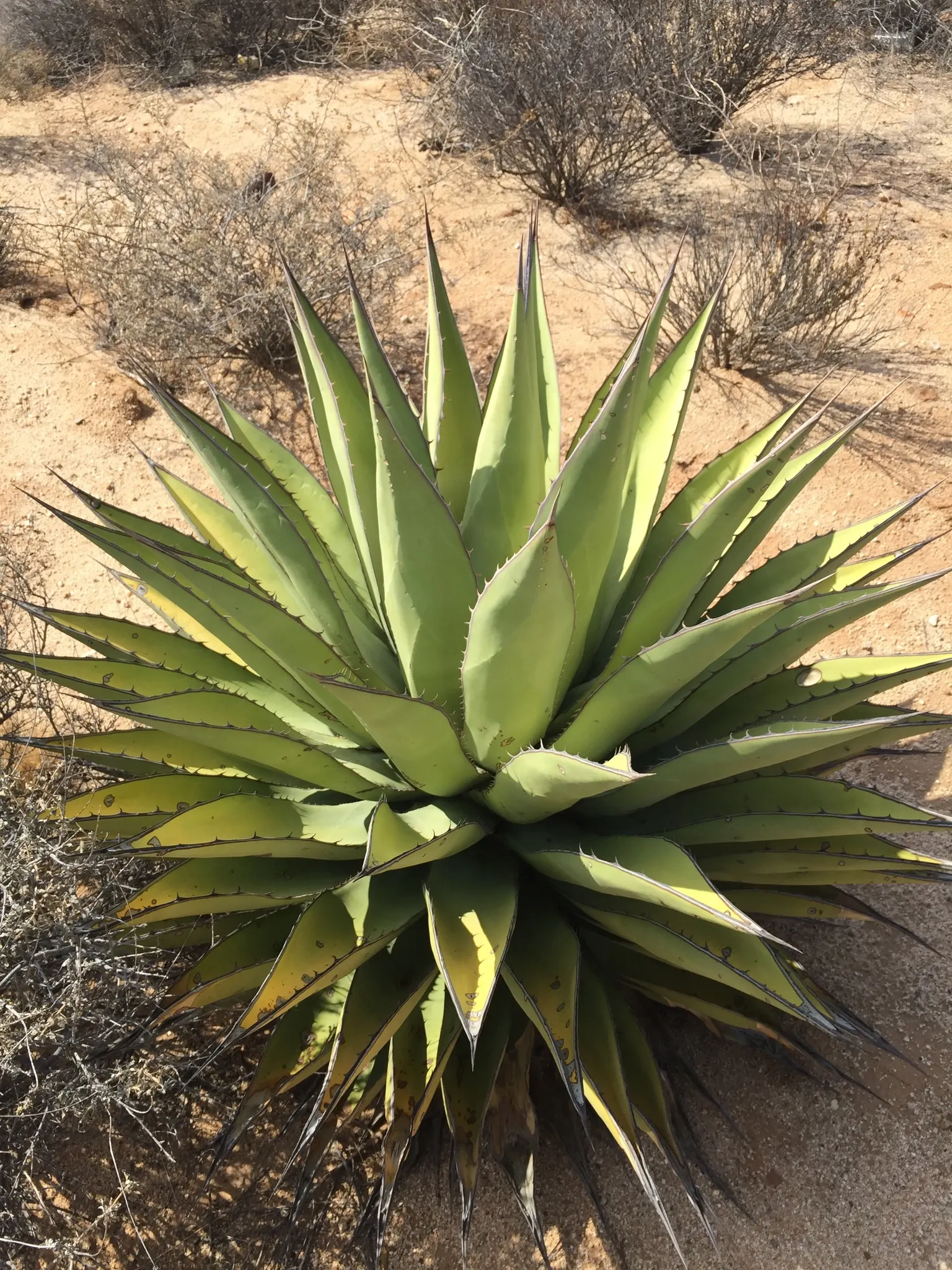 Shaw's Century Plant (Agave Shawii) — this resilient agave thrives in USDA hardiness zones 9-11; succulent for full or half