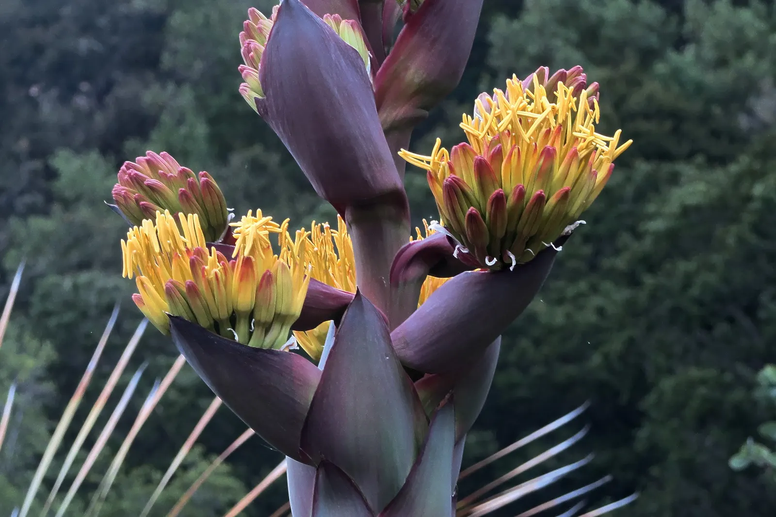 Shaw's Century Plant (Agave Shawii) — adding a warm contrast to the foliage palette.<br><br>Capable of reaching a spread of 2 to 3 feet; agave shawii, or