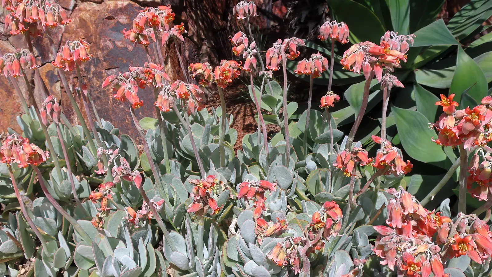 Shaw's Century Plant (Agave Shawii) — adorned with multiple clusters of fiery red or yellow blooms; this perennial showcases yellow blossoms on 10‚Äì15 feet