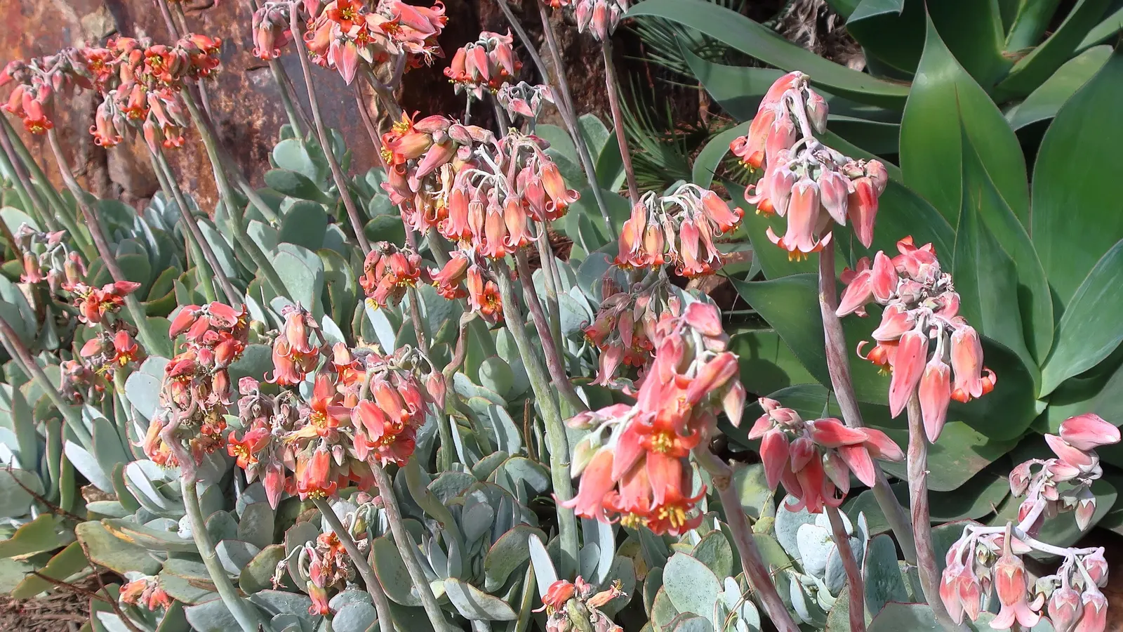 Shaw's Century Plant (Agave Shawii) — succulent for full or half; it produces a towering flower stalk that can reach up to 15 feet tall