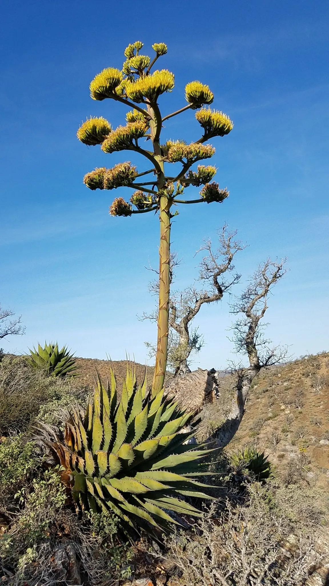 Shaw's Century Plant (Agave Shawii) — The leaves are a deep green with a reddish tinge on the margins
