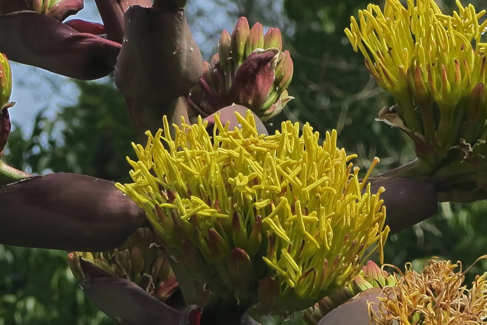Shaw's Century Plant (Agave Shawii) — adding a warm contrast to the foliage palette.<br><br>Capable of reaching a spread of 2 to 3 feet