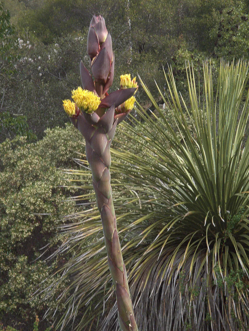 Shaw's Century Plant (Agave Shawii) — making it an excellent choice for sun-drenched areas in the garden; it presents with fleshy, spiny-edged leaves forming