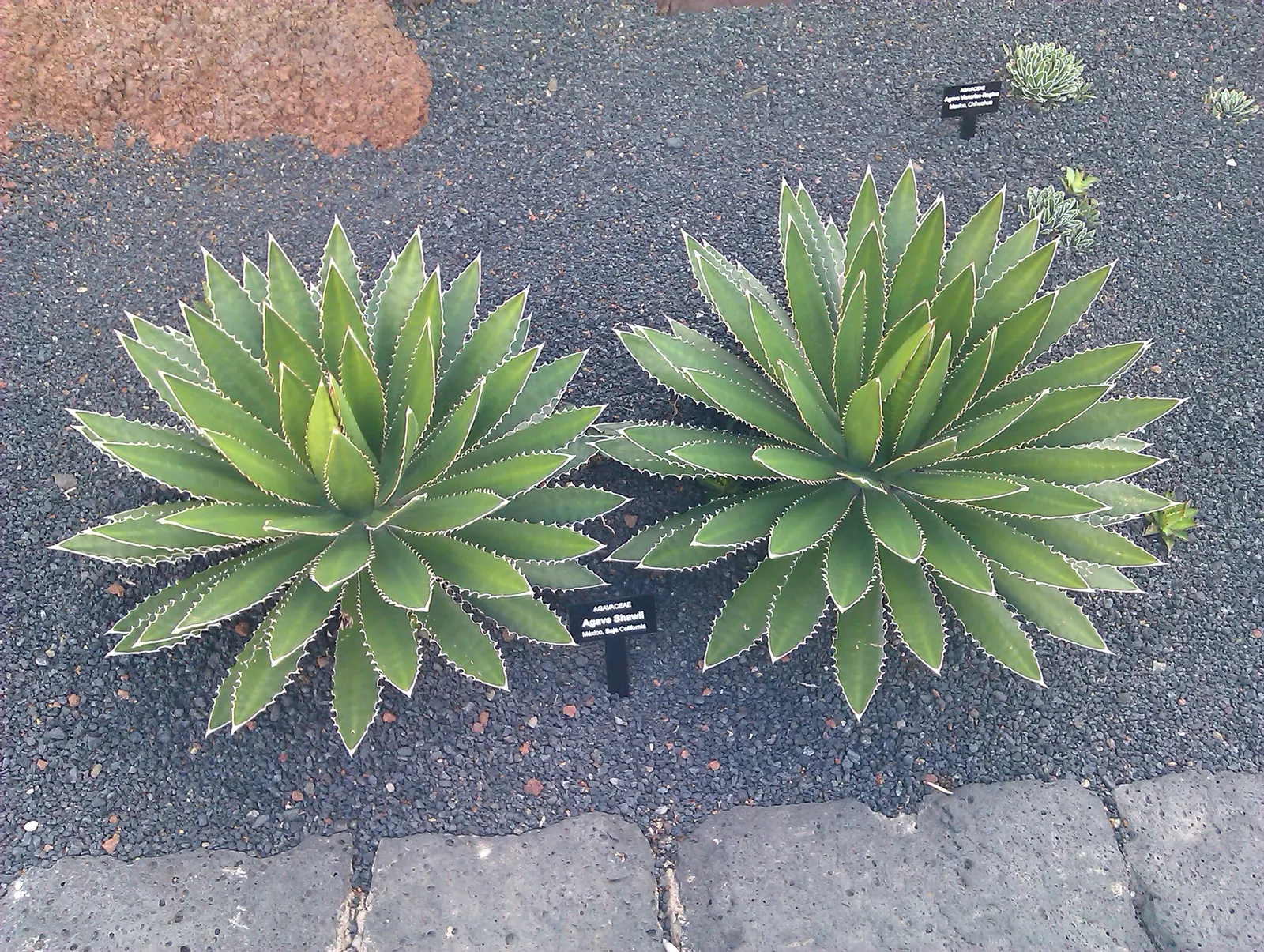 Shaw's Century Plant (Agave Shawii) — this resilient agave thrives in USDA hardiness zones 9-11