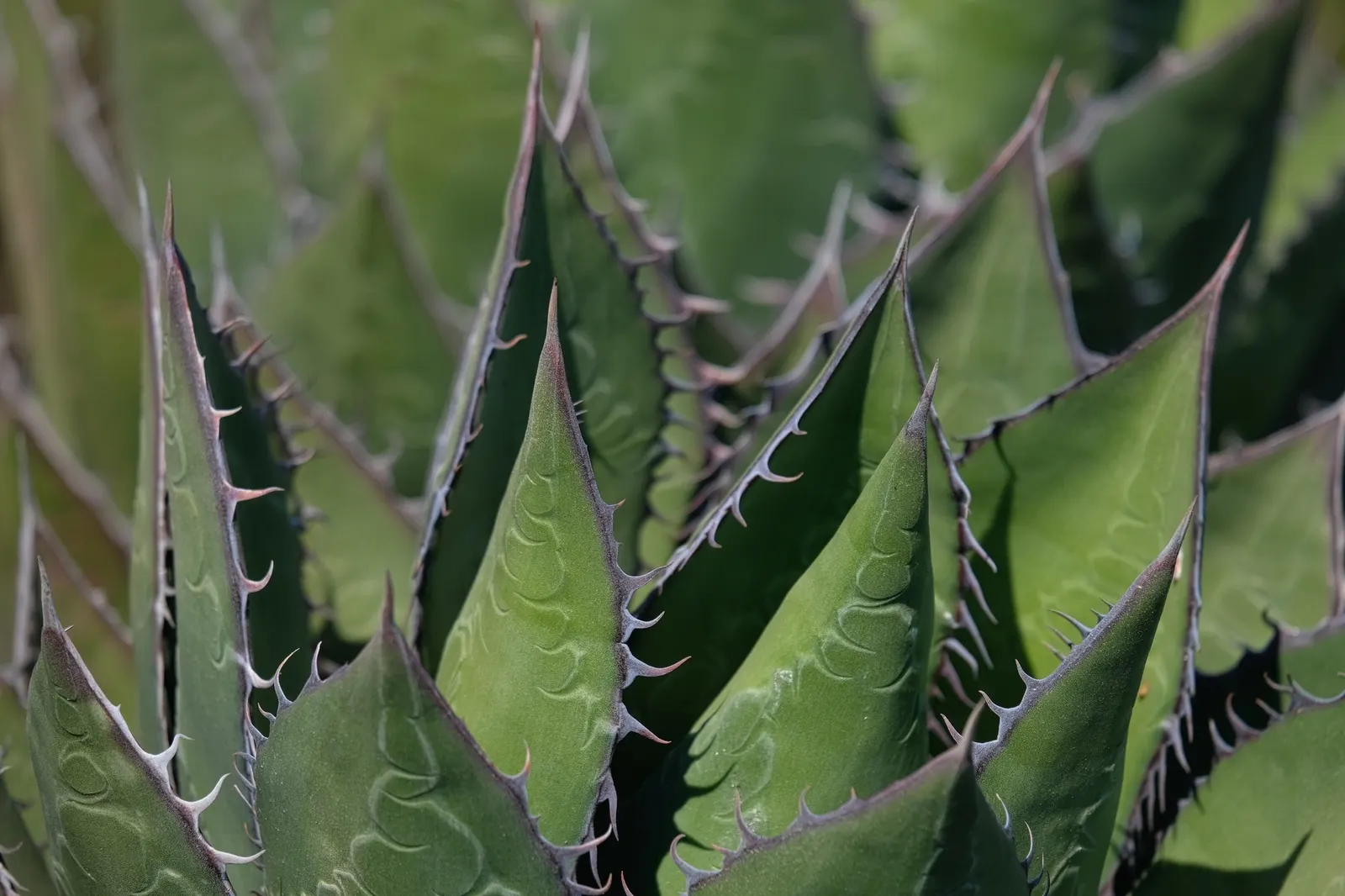 Shaw's Century Plant (Agave Shawii) — presents a vibrant and bold choice for your landscape design; commonly known as Shaw's Century Plant