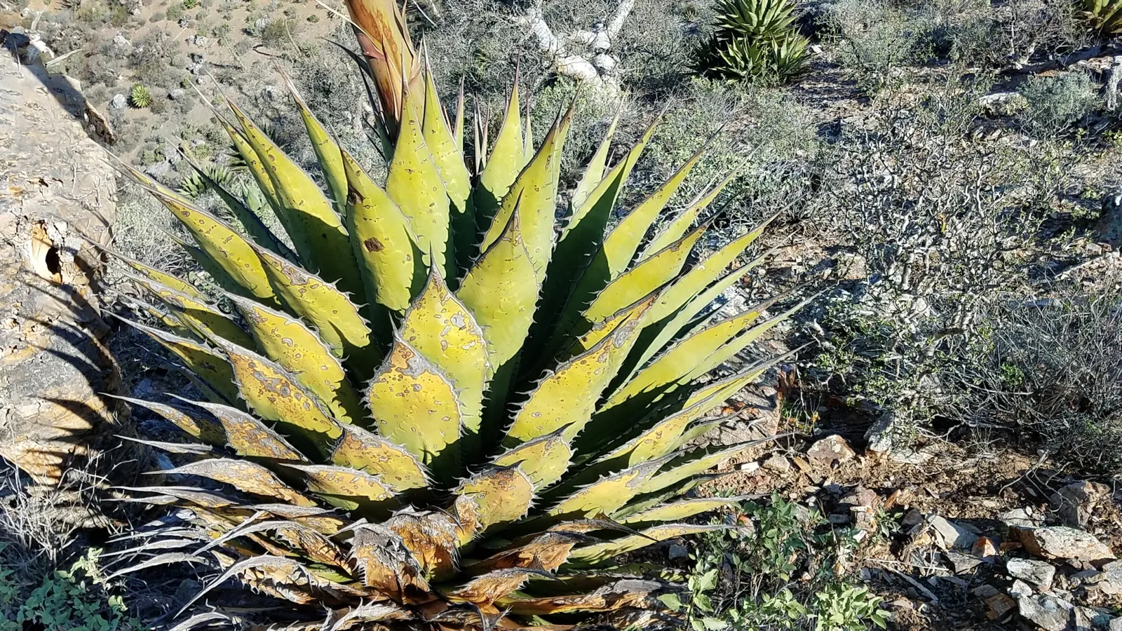Shaw's Century Plant (Agave Shawii) — This perennial showcases yellow blossoms on 10‚Äì15 feet high stalks late in its life; adorned with multiple clusters of