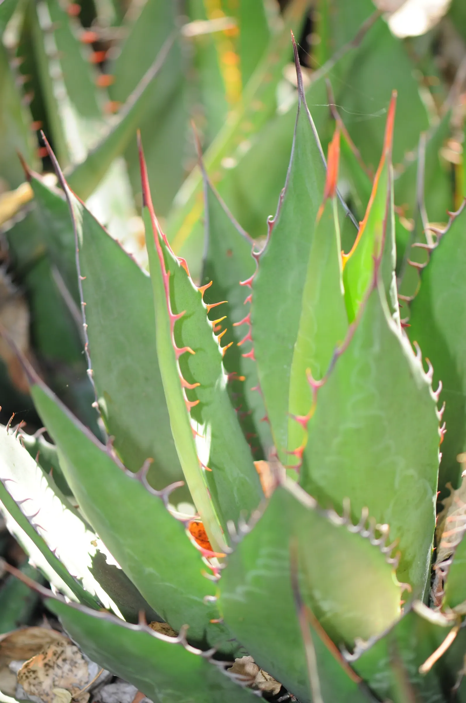 Shaw's Century Plant (Agave Shawii) — making it an excellent choice for sun-drenched areas in the garden