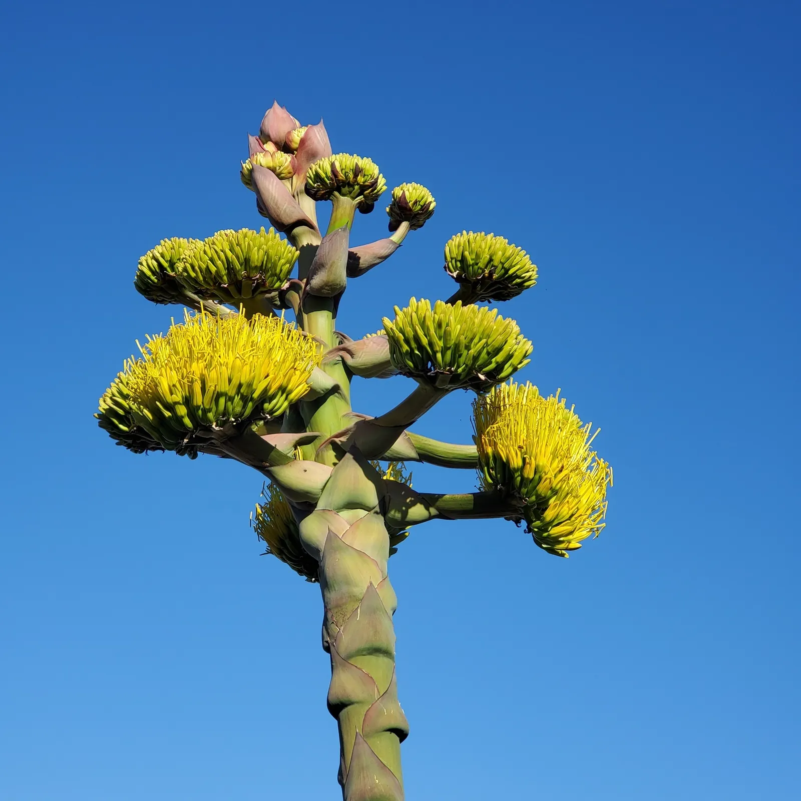 Shaw's Century Plant (Agave Shawii) — which is typically 10-25 years; preferring full sun, well-drained soil, and minimal water, it's ideal for xeriscape