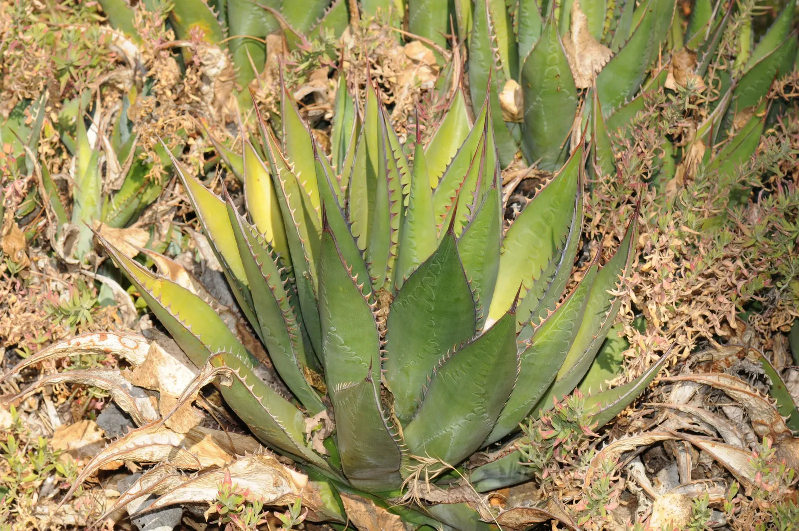 Shaw's Century Plant (Agave Shawii) — It's drought-tolerant once established, only needing occasional deep watering during extended dry periods; this resilient