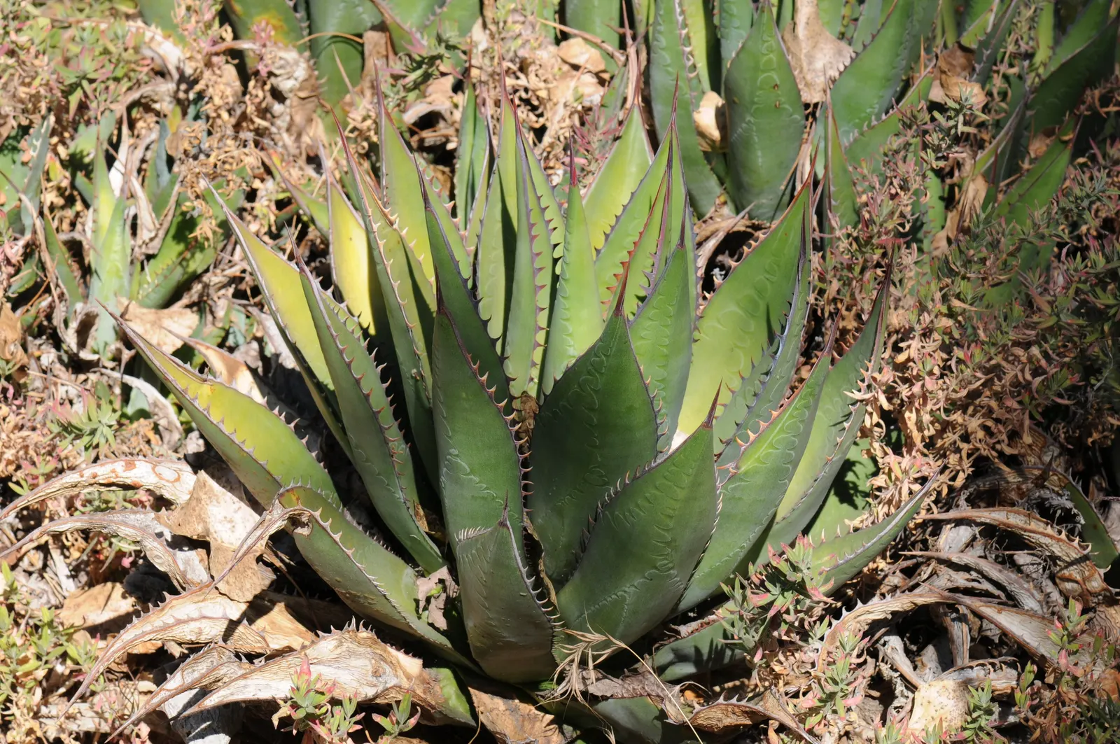 Shaw's Century Plant (Agave Shawii) — Shaw's Century Plant requires sufficient space to accommodate its eventual width