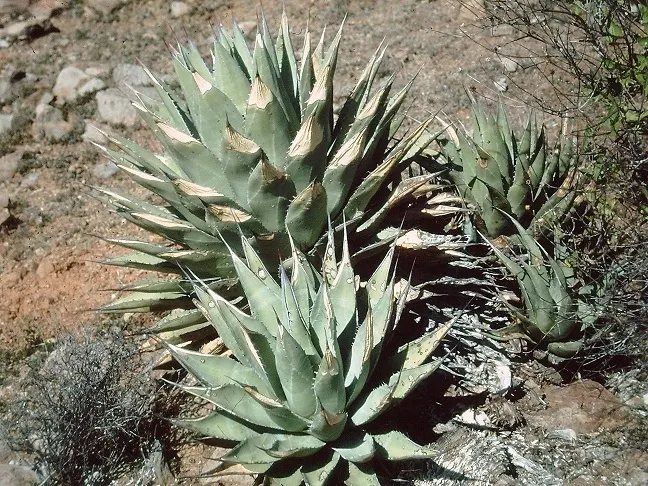 Shaw's Century Plant (Agave Shawii) — Preferring full sun, well-drained soil, and minimal water, it's ideal for xeriscape designs in USDA zones 9-11