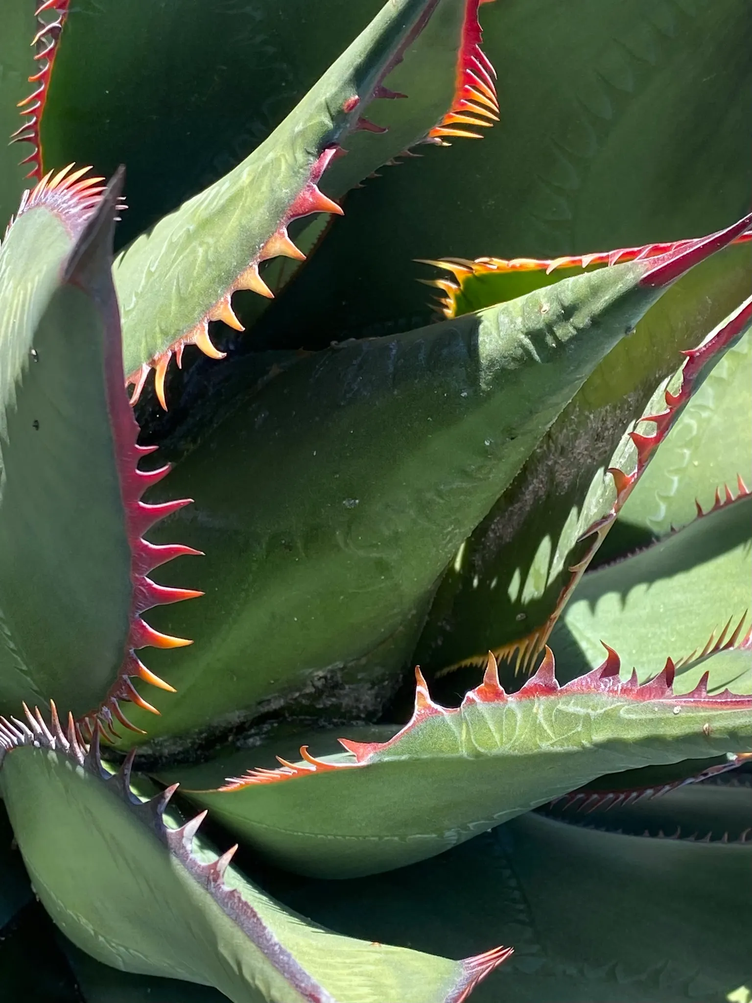 Shaw's Century Plant (Agave Shawii) — which is typically 10-25 years