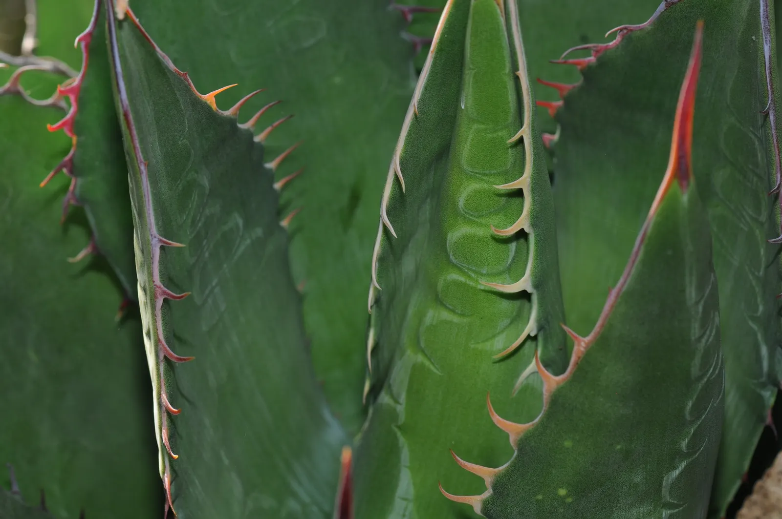Shaw's Century Plant (Agave Shawii) — It presents with fleshy, spiny-edged leaves forming rosettes up to 3 feet in diameter; the leaves are a deep green with a