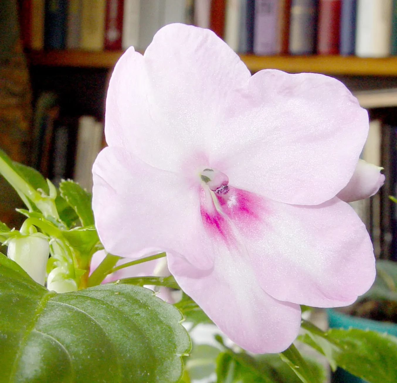 Impatiens, Busy Lizzie (Impatiens Walleriana) — Its glossy foliage is a lush backdrop for its profuse; busy Lizzies produce an abundance of single, image 163