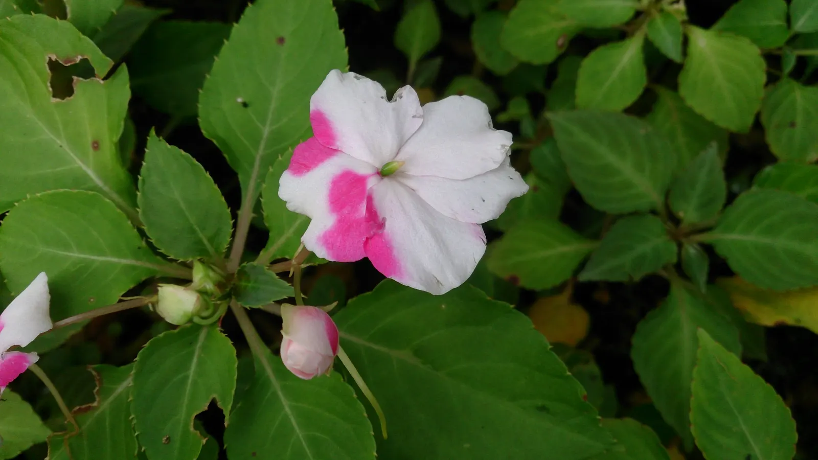 Impatiens, Busy Lizzie (Impatiens Walleriana) — well-drained soil and offers a continuous display of blooms from spring to frost; ensuring a lush, image 135