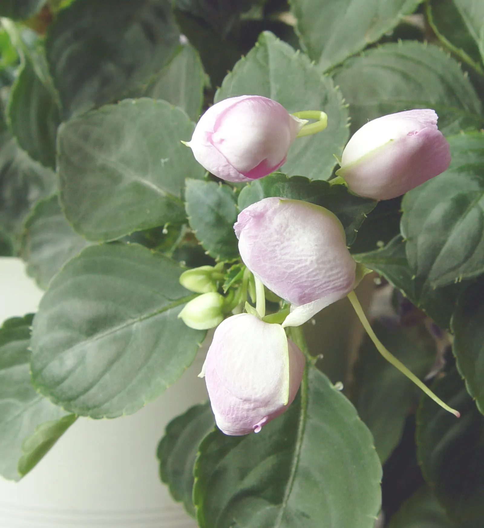Impatiens, Busy Lizzie (Impatiens Walleriana) — Busy Lizzie requires moist