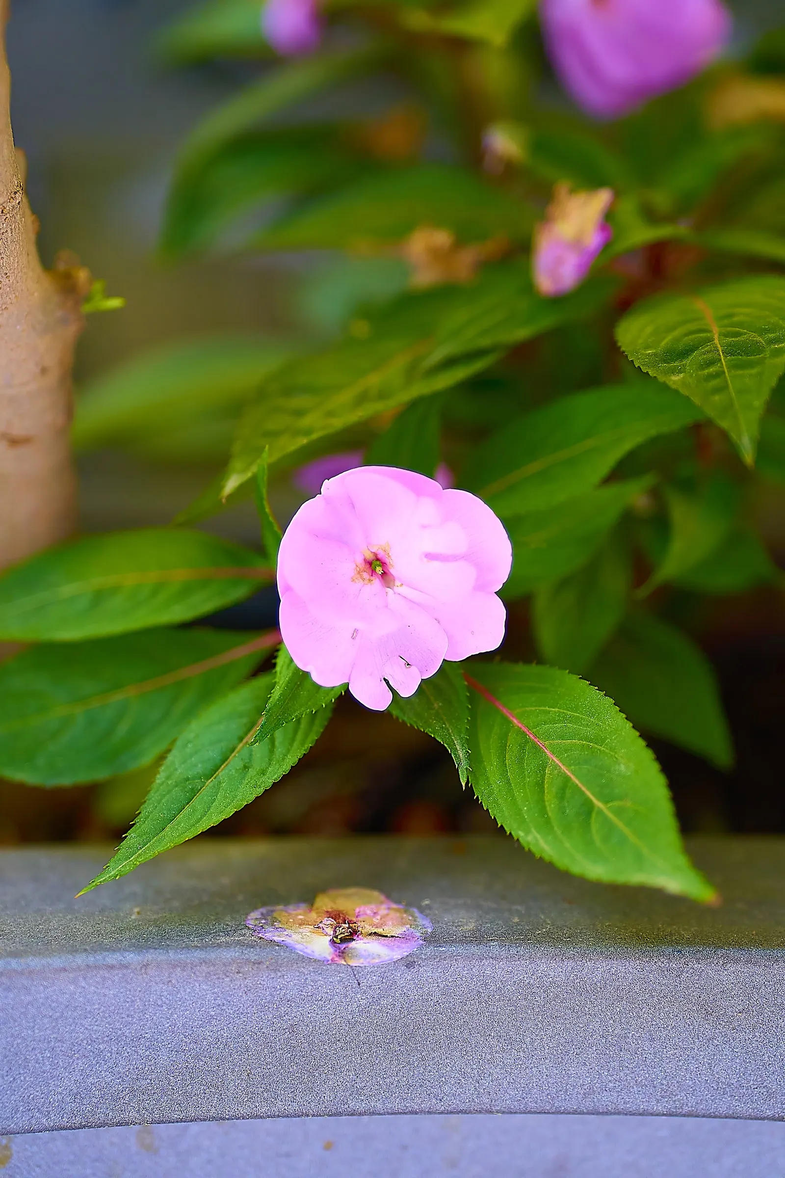 Impatiens, Busy Lizzie (Impatiens Walleriana) — It flourishes in partial to full shade conditions; especially in warmer climates, image 141