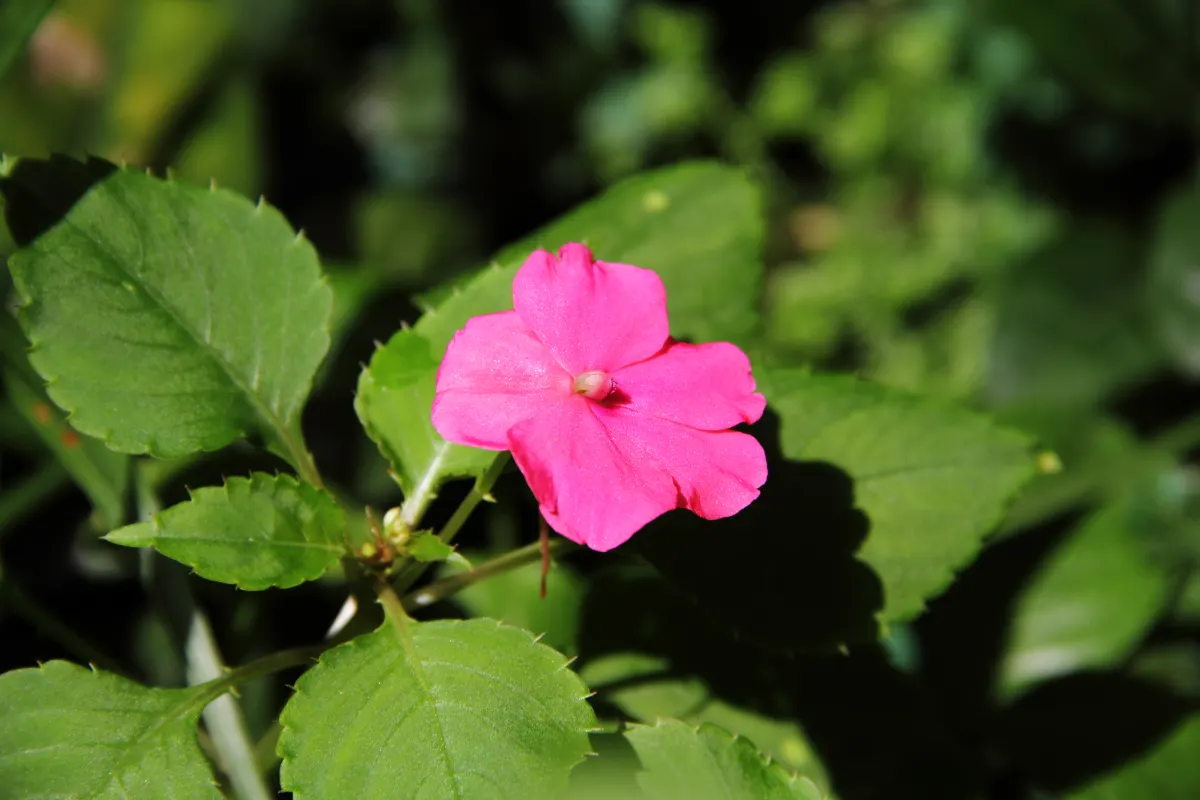 Impatiens, Busy Lizzie (Impatiens Walleriana) — each measuring about 1 to 2 inches in diameter; it flourishes in partial to full shade, reaching a height of