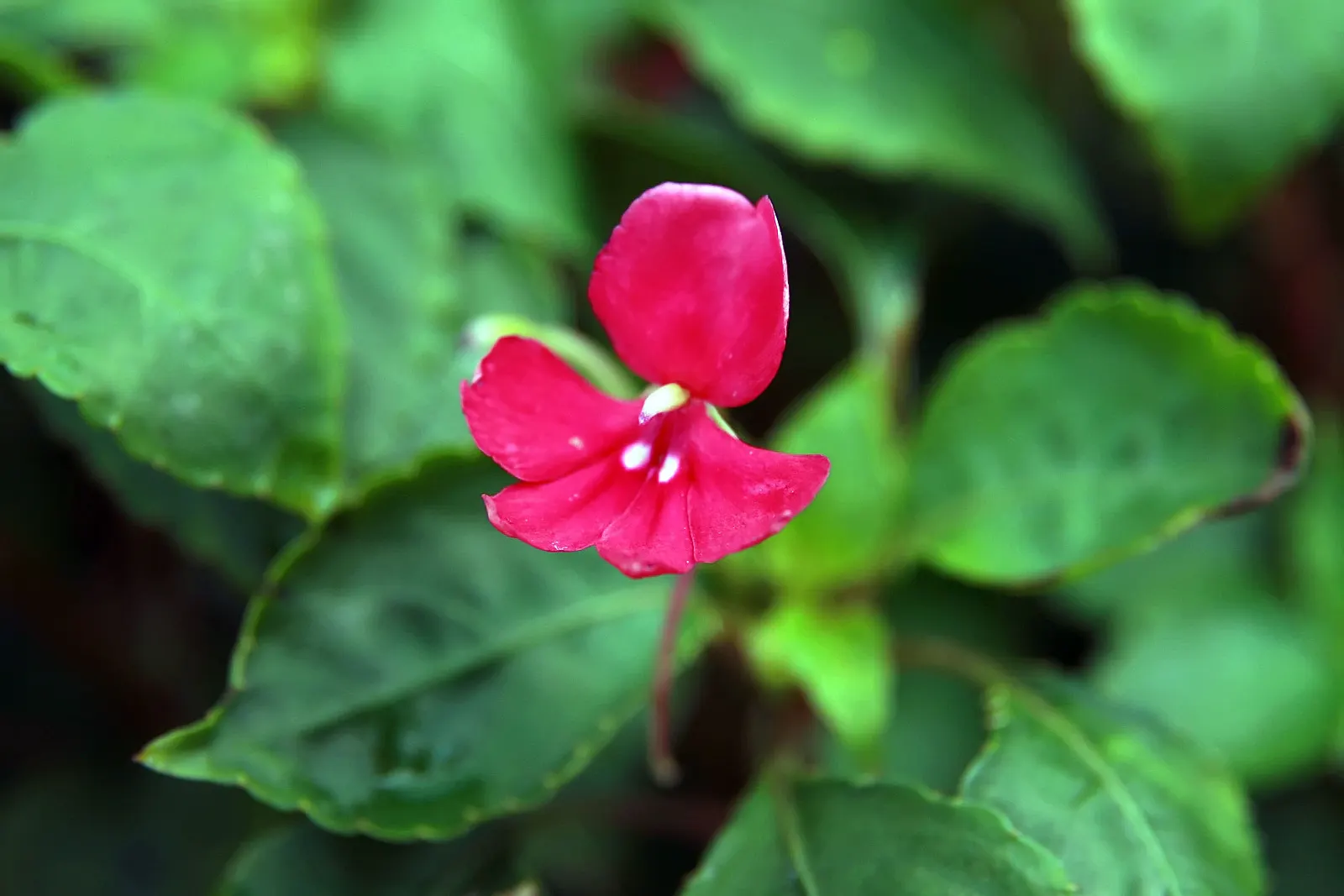 Impatiens, Busy Lizzie (Impatiens Walleriana) — well-drained soil and offers a continuous display of blooms from spring to frost; ensuring a lush, image 103