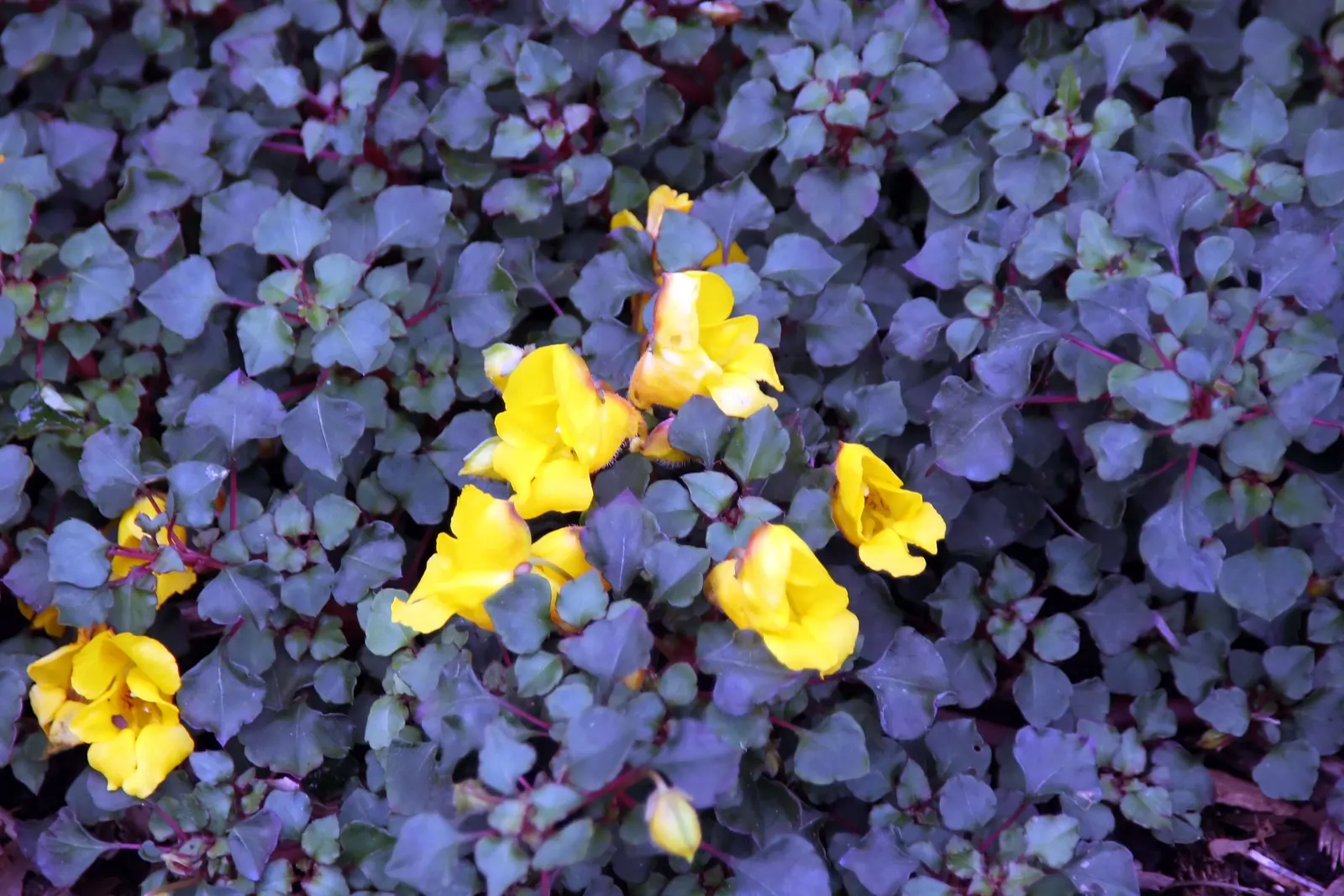 Impatiens, Busy Lizzie (Impatiens Walleriana) — providing continuous visual interest.<br><br>For optimal growth; lance-shaped leaves approximately 2 to 3