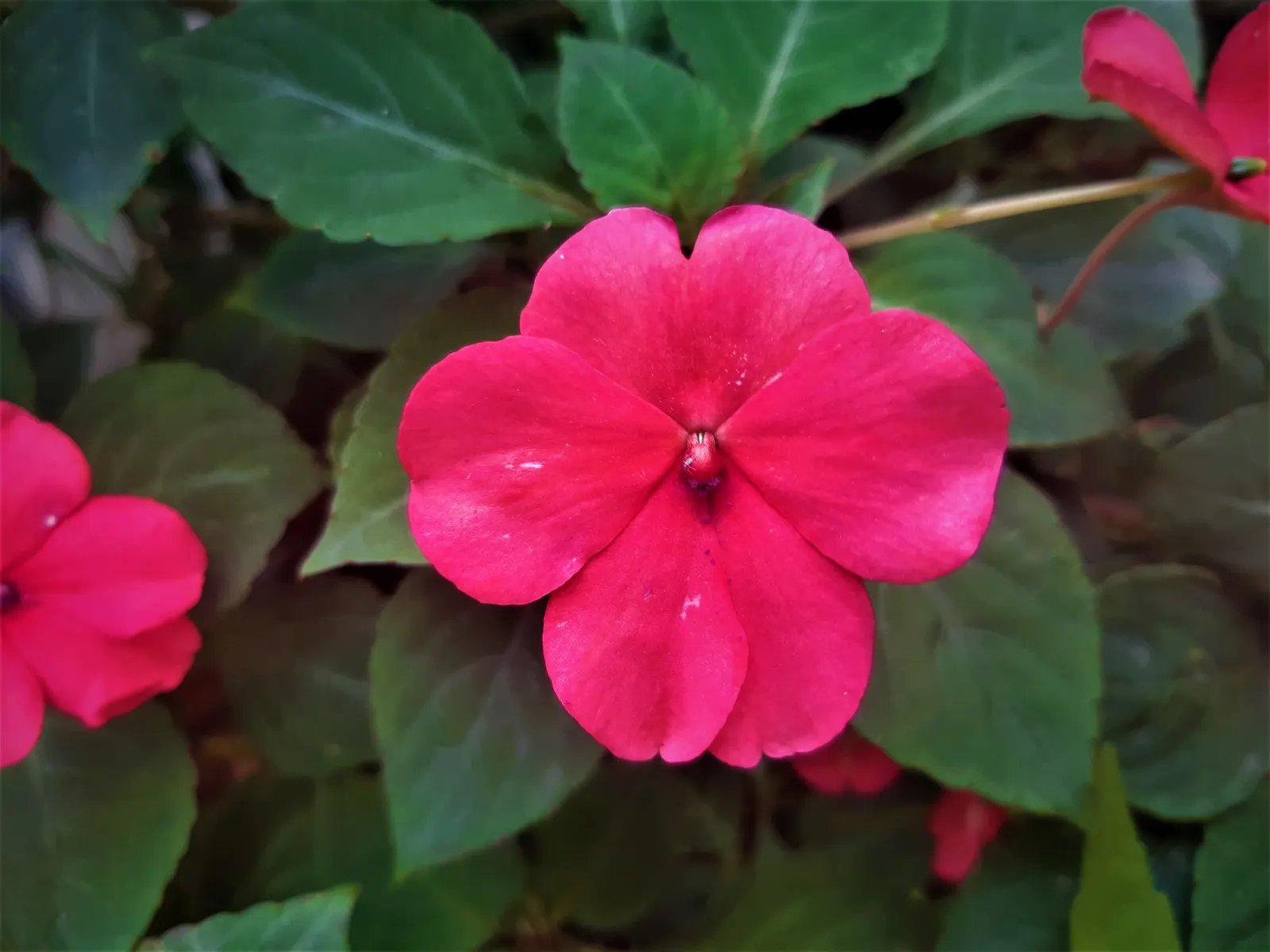 Impatiens, Busy Lizzie (Impatiens Walleriana) — commonly referred to as Busy Lizzie; providing continuous visual interest.<br><br>For optimal growth, image 72