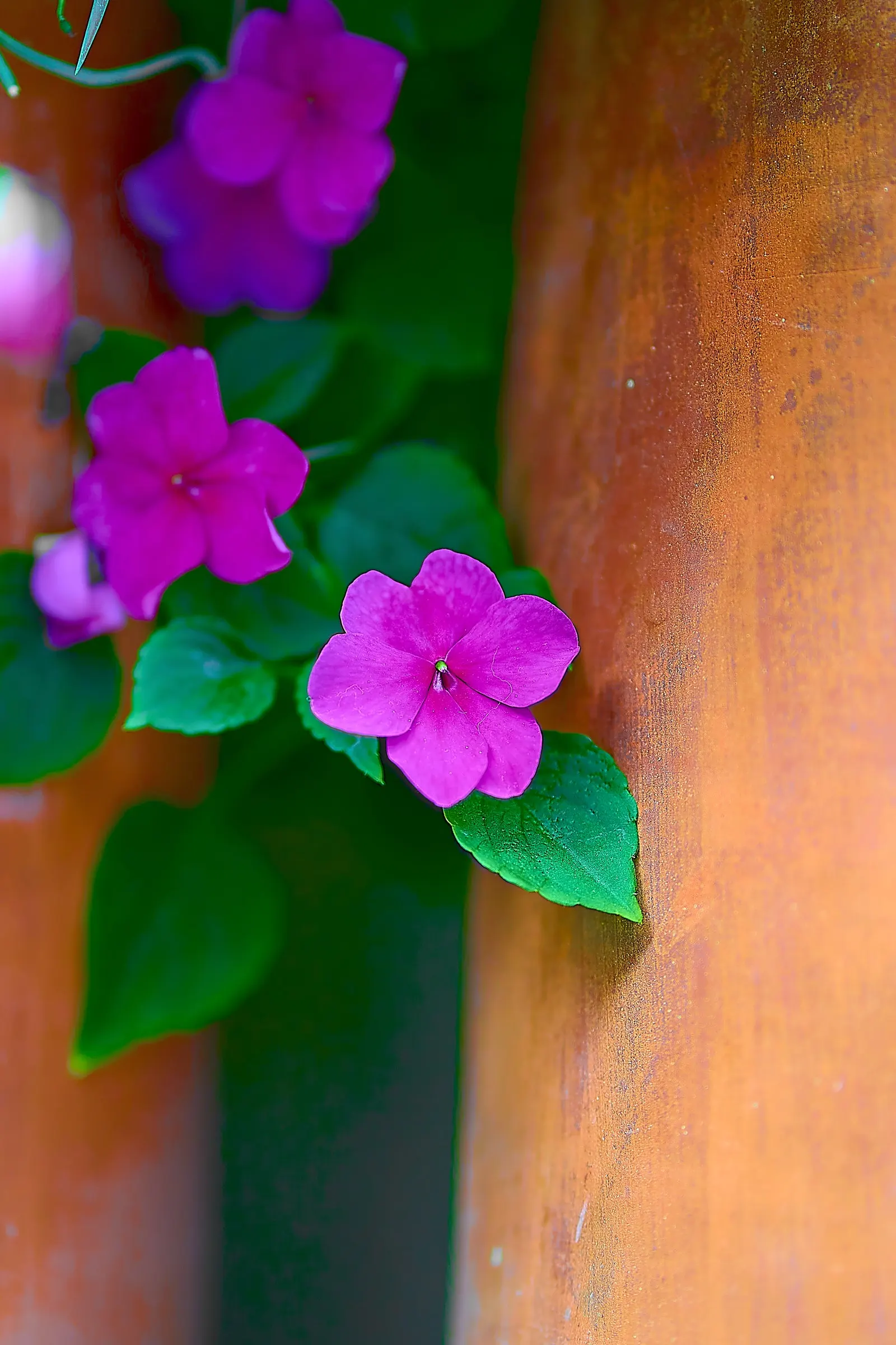 Impatiens, Busy Lizzie (Impatiens Walleriana) — This herbaceous perennial; its glossy foliage is a lush backdrop for its profuse, image 170