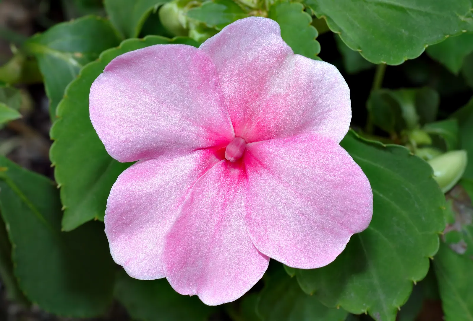 Impatiens, Busy Lizzie (Impatiens Walleriana) — Their succulent stems are laden with glossy; busy Lizzie requires moist, image 143