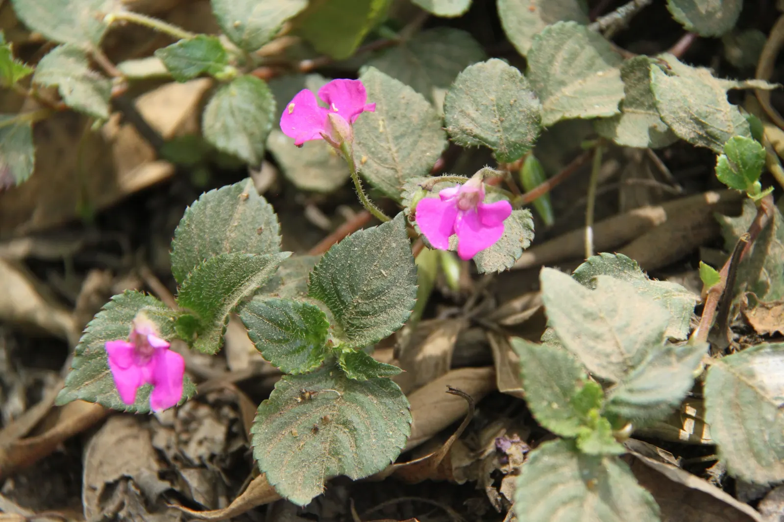 Impatiens, Busy Lizzie (Impatiens Walleriana) — enriching the horticultural tapestry of any shaded garden space; commonly referred to as Busy Lizzie, image 93