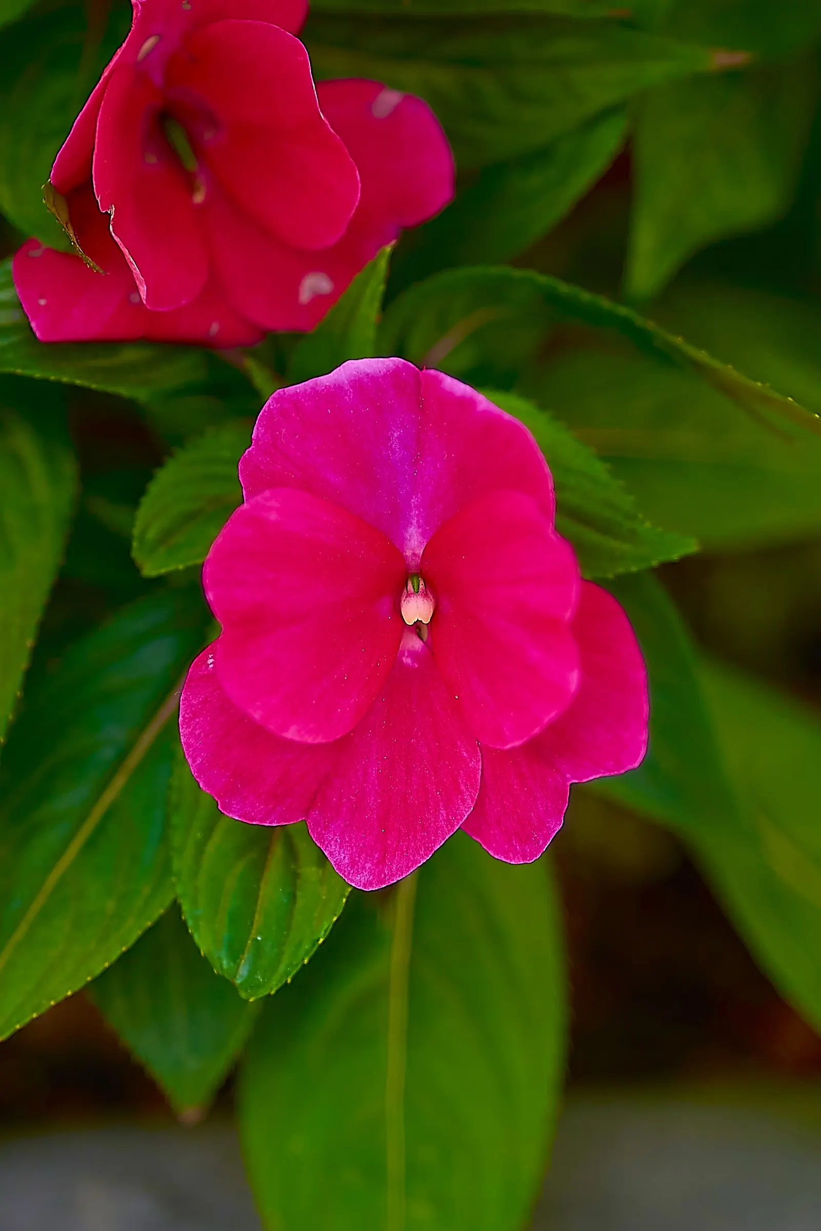 Impatiens, Busy Lizzie (Impatiens Walleriana) — enriching the horticultural tapestry of any shaded garden space; commonly referred to as Busy Lizzie, image 157