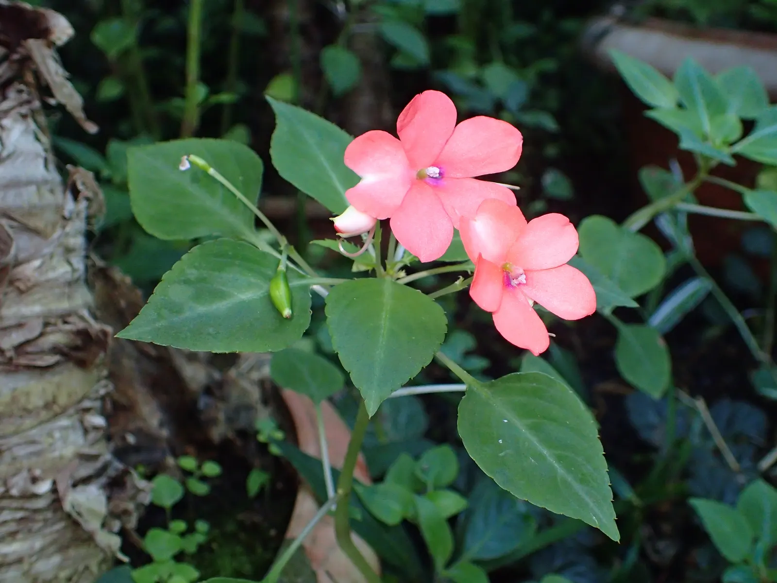 Impatiens, Busy Lizzie (Impatiens Walleriana) — Regular watering is necessary; lavender and pink and red and violet flowers in the garden, image 119