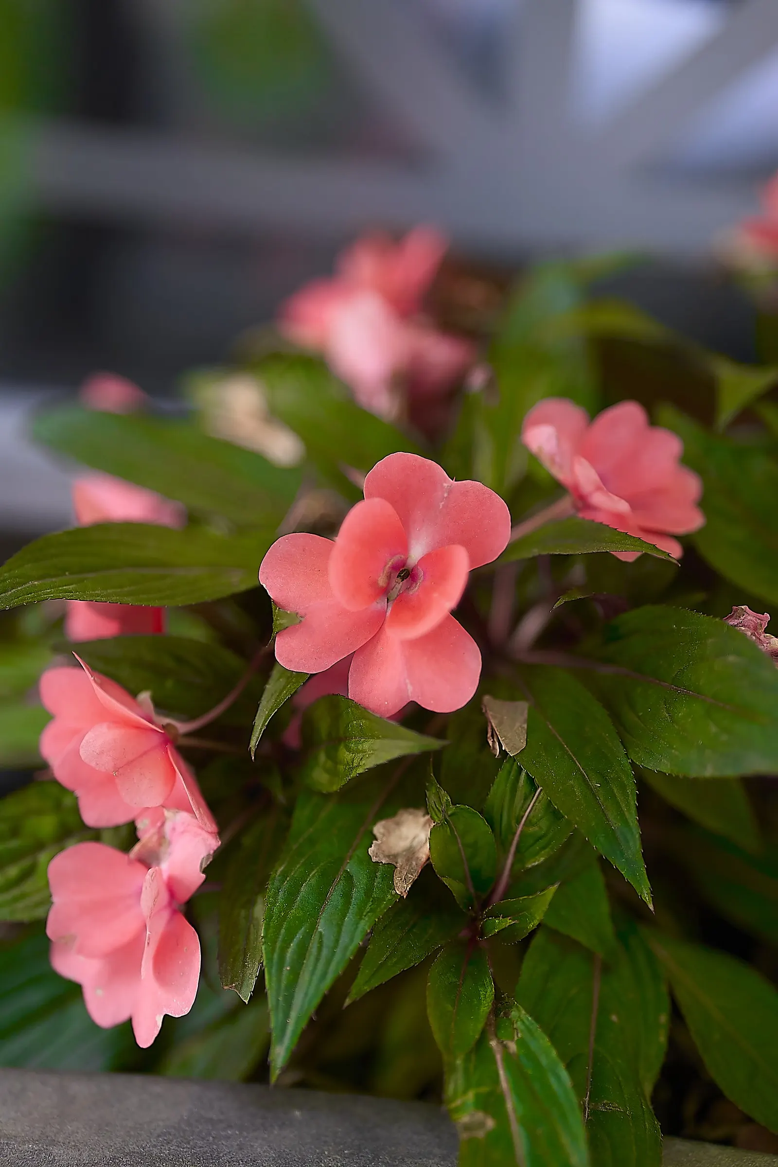 Impatiens, Busy Lizzie (Impatiens Walleriana) — well-drained soil and offers a continuous display of blooms from spring to frost