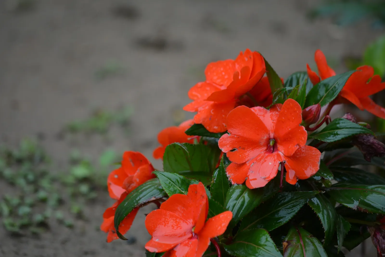 Impatiens, Busy Lizzie (Impatiens Walleriana) — thrives in USDA hardiness zones 10 to 11