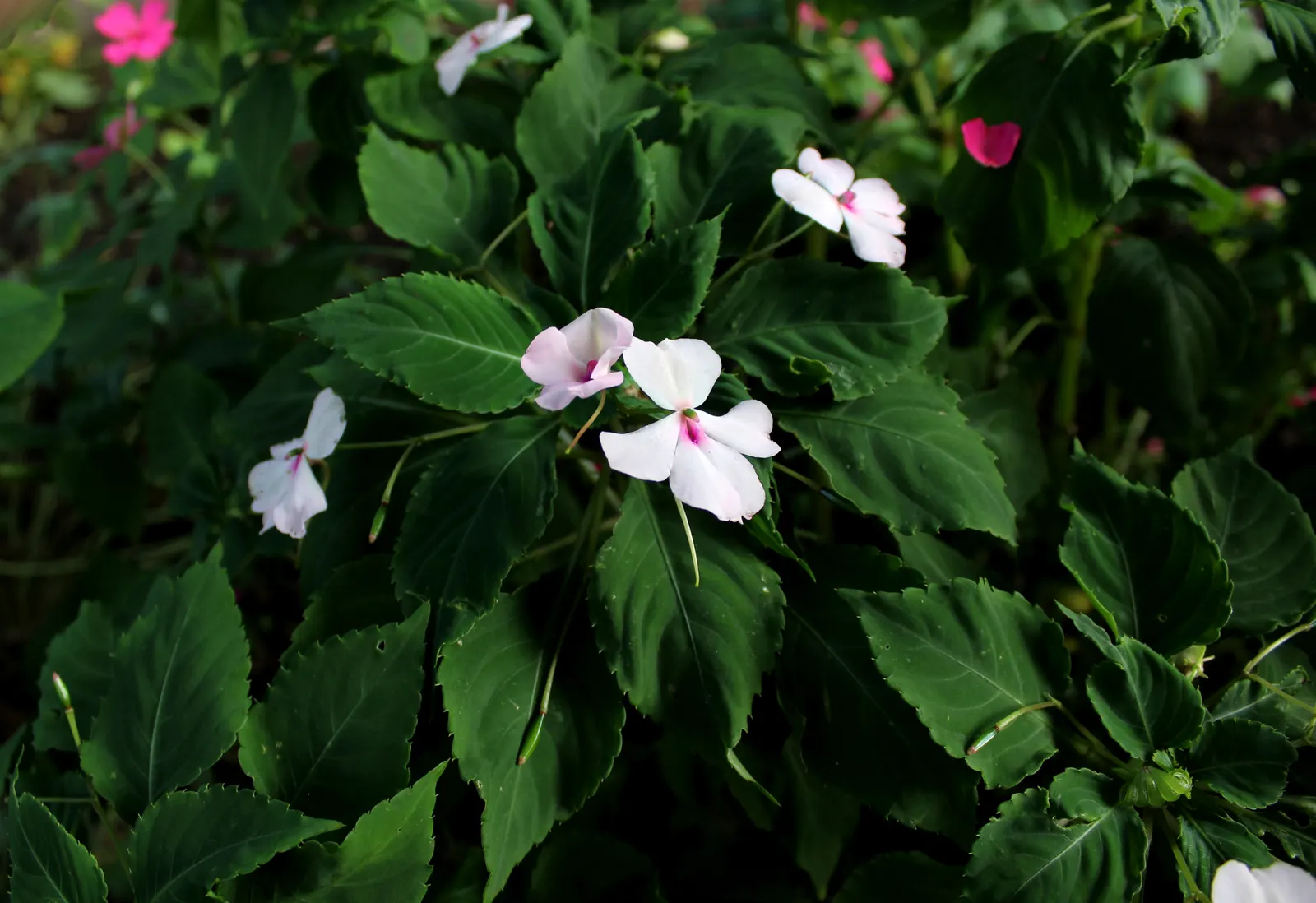 Impatiens, Busy Lizzie (Impatiens Walleriana) — Their succulent stems are laden with glossy