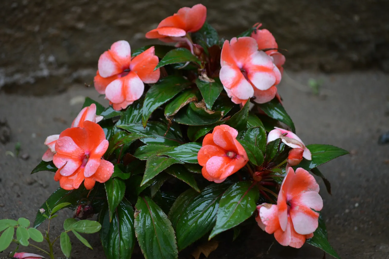 Impatiens, Busy Lizzie (Impatiens Walleriana) — providing continuous visual interest.<br><br>For optimal growth; lance-shaped leaves approximately, image 85
