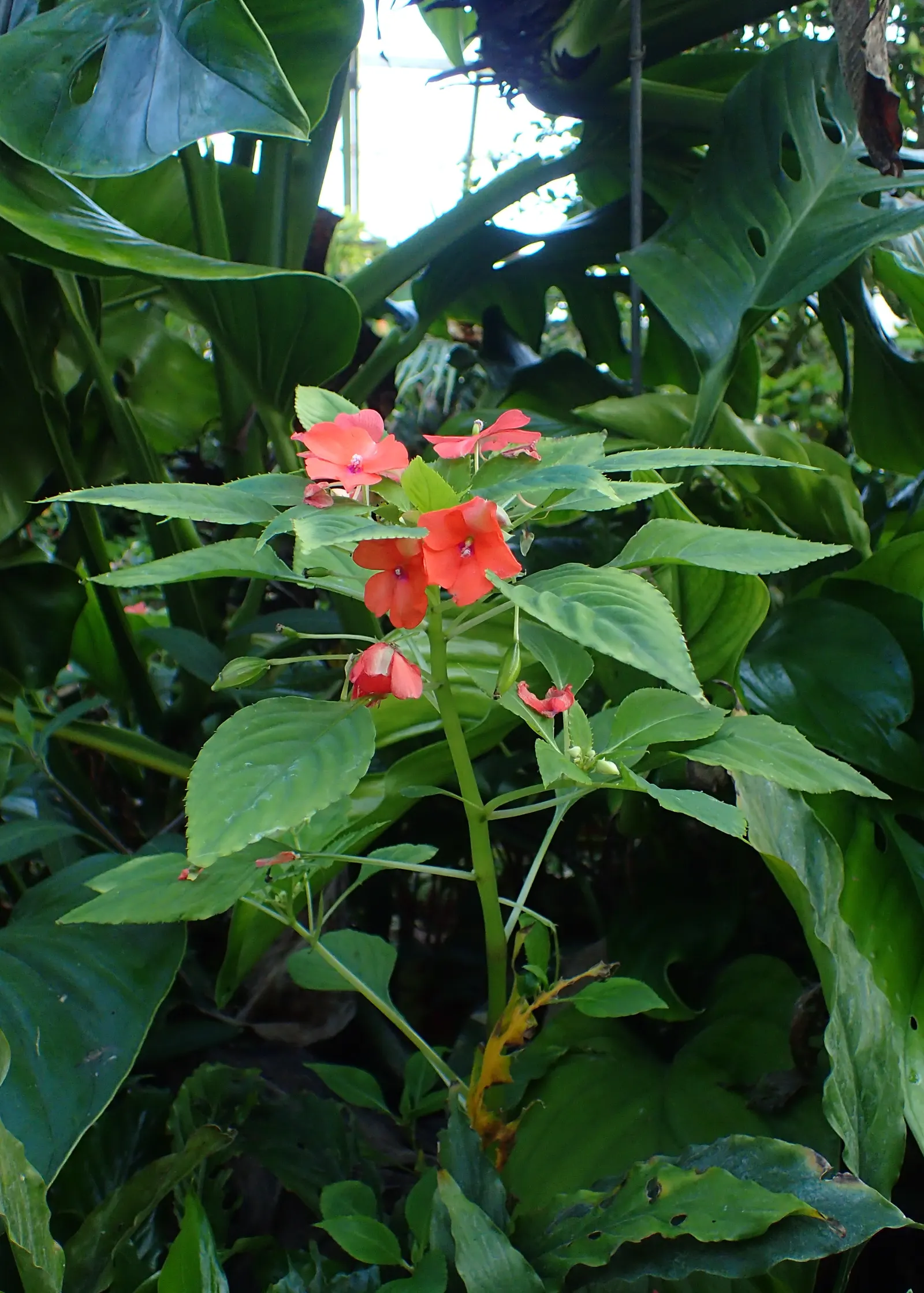 Impatiens, Busy Lizzie (Impatiens Walleriana) — is a vibrant and versatile flowering plant that brings a pop of color to shady landscape designs, image 73
