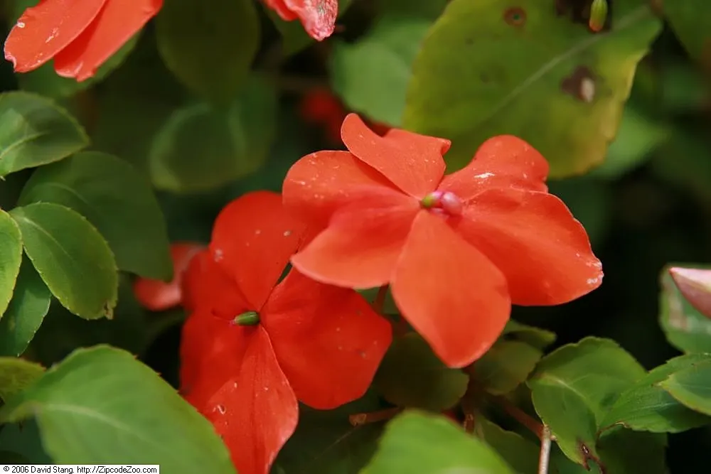 Impatiens, Busy Lizzie (Impatiens Walleriana) — especially in warmer climates; ideal for borders or containers, image 120