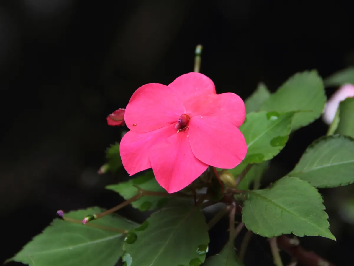 Impatiens, Busy Lizzie (Impatiens Walleriana) — commonly referred to as Busy Lizzie; providing continuous visual interest.<br><br>For optimal growth, image 136