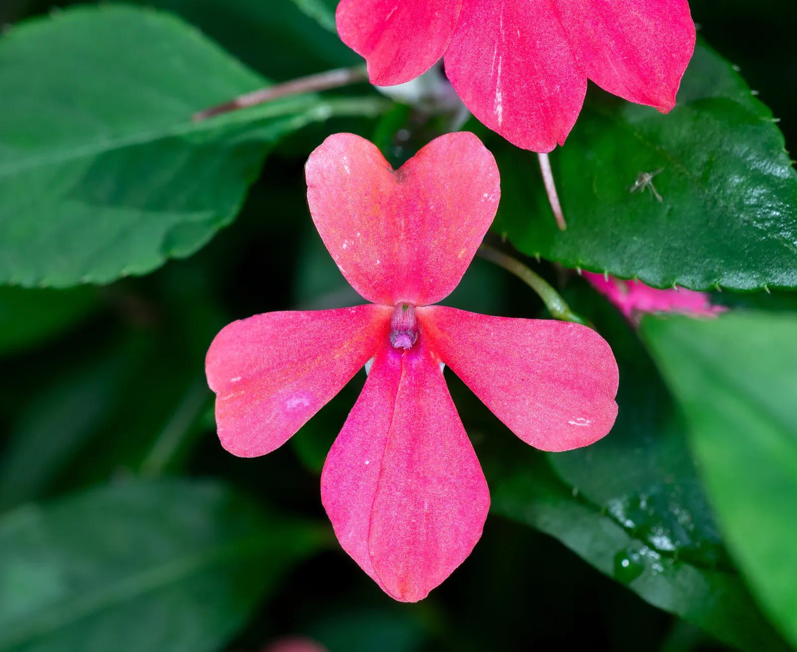 Impatiens, Busy Lizzie (Impatiens Walleriana) — ensuring a lush undergrowth or border display without overwhelming nearby plantings; annual /, image 110