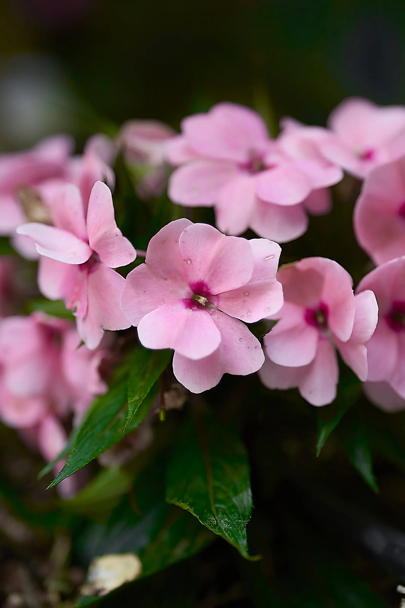 Impatiens, Busy Lizzie (Impatiens Walleriana) — Regular watering is necessary
