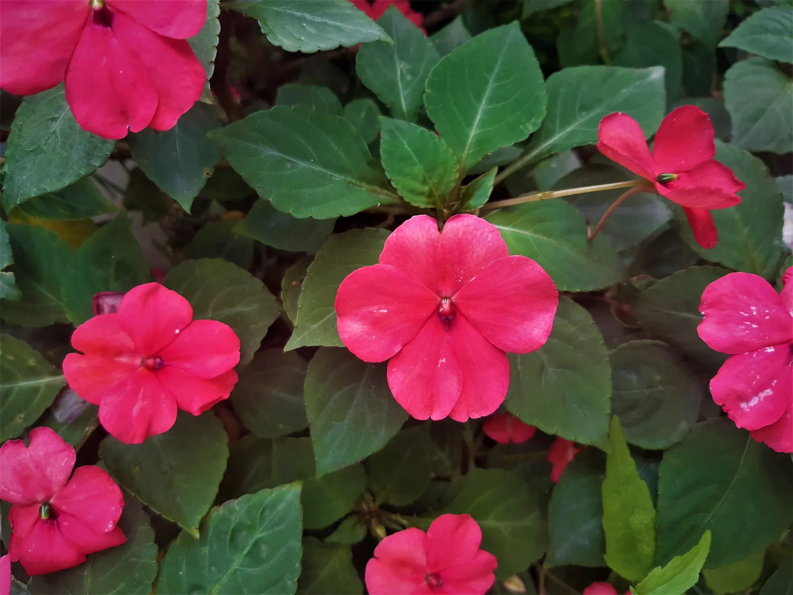 Impatiens, Busy Lizzie (Impatiens Walleriana) — It flourishes in partial to full shade, reaching a height of 6-24 inches with an equal spread