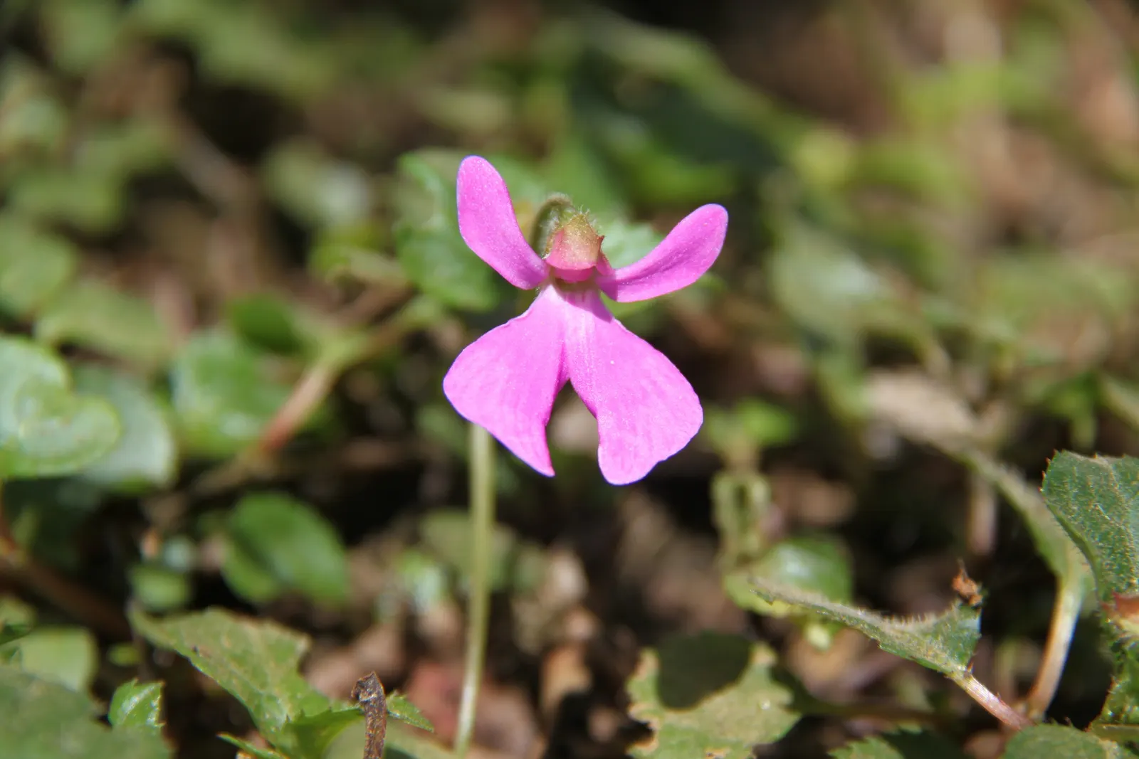 Impatiens, Busy Lizzie (Impatiens Walleriana) — Busy Lizzies produce an abundance of single or double blooms; these low-maintenance plants require, image 146