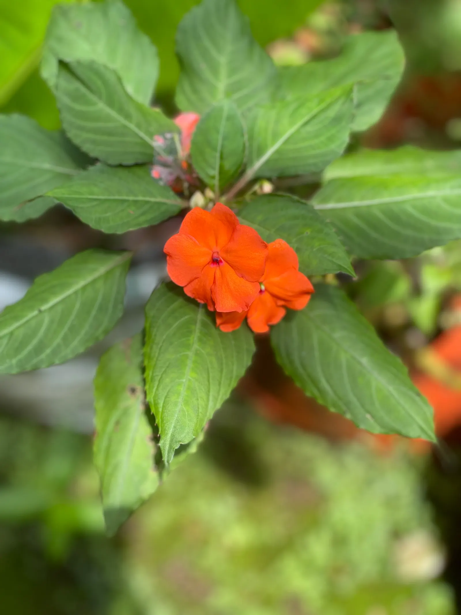 Impatiens, Busy Lizzie (Impatiens Walleriana) — providing continuous visual interest.<br><br>For optimal growth; lance-shaped leaves approximately, image 149