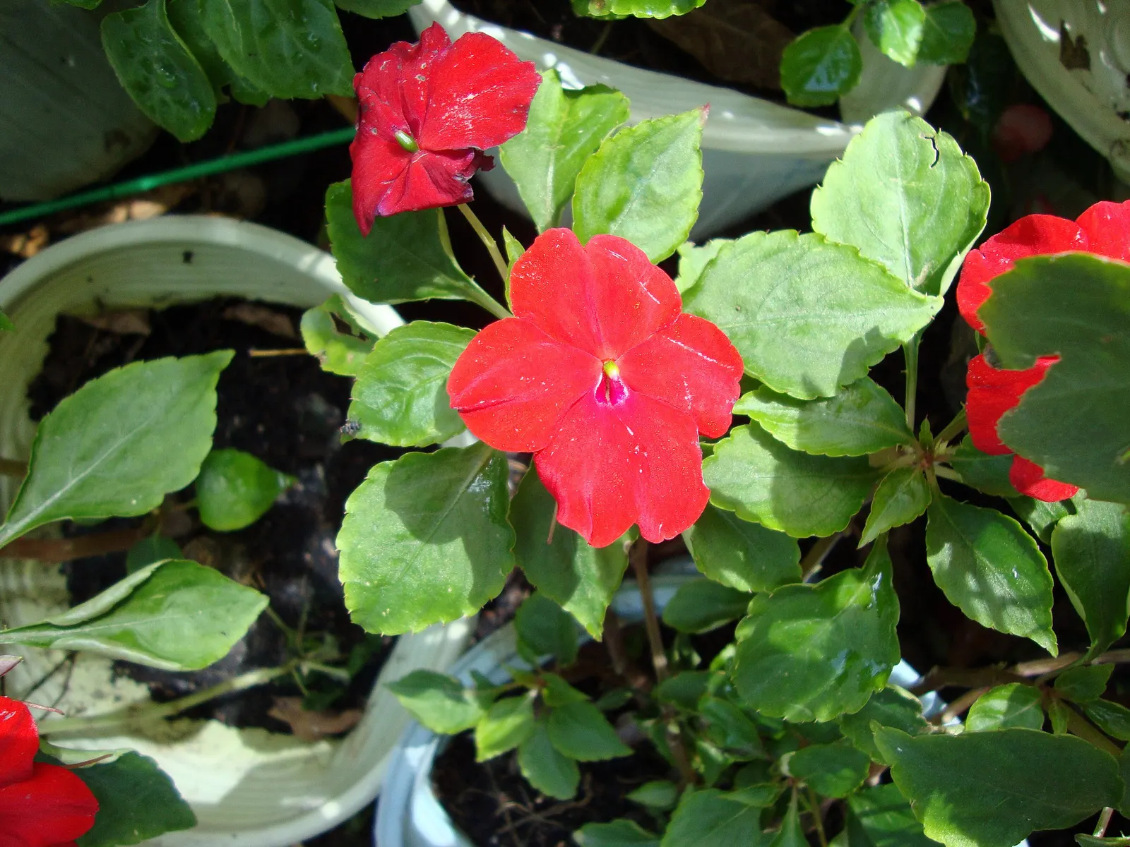Impatiens, Busy Lizzie (Impatiens Walleriana) — thrives in USDA hardiness zones 10 to 11; green backdrop for the flowers.<br><br>Flowering from late spring to