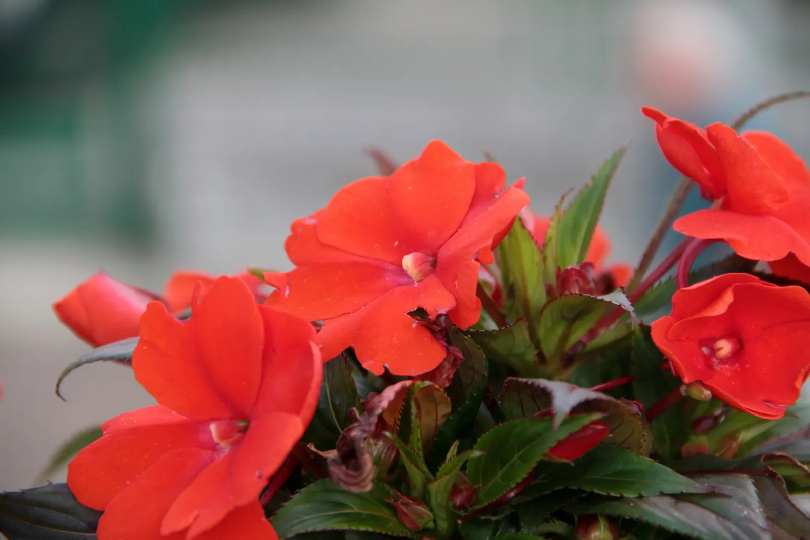 Impatiens, Busy Lizzie (Impatiens Walleriana) — This herbaceous perennial; its glossy foliage is a lush backdrop for its profuse, image 138