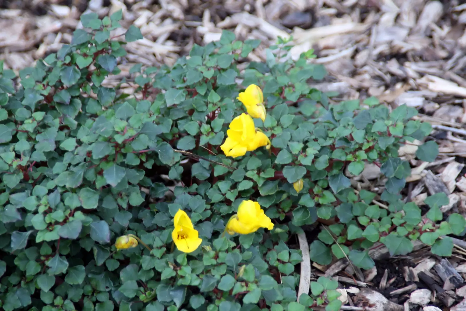 Impatiens, Busy Lizzie (Impatiens Walleriana) — commonly referred to as Busy Lizzie