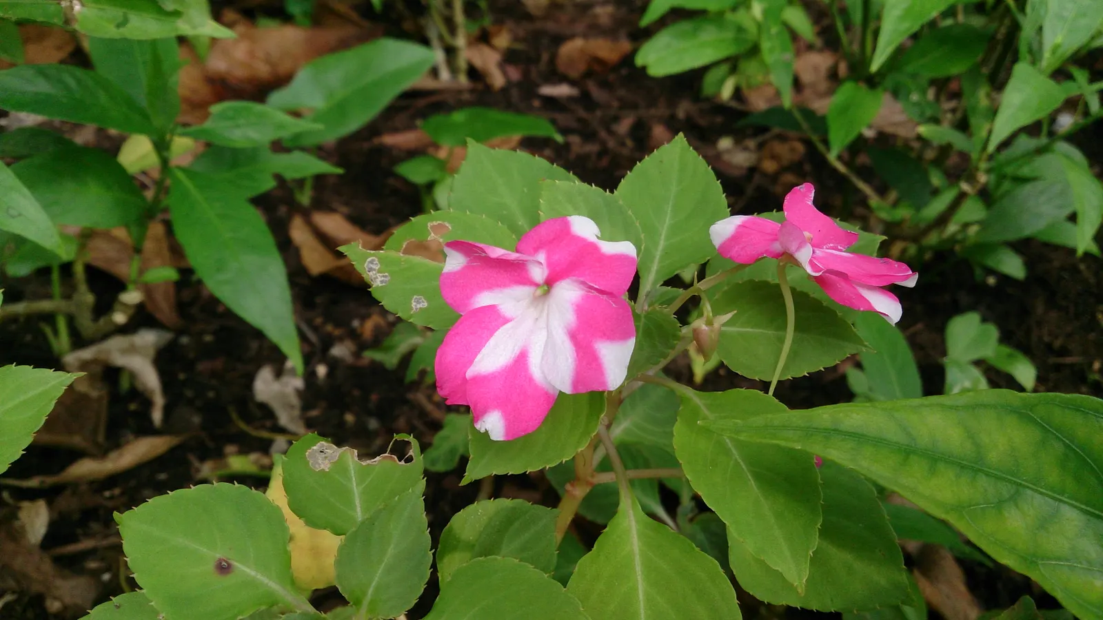 Impatiens, Busy Lizzie (Impatiens Walleriana) — Ideal for borders or containers; annual / ground cover / perennial for half or shade, image 101