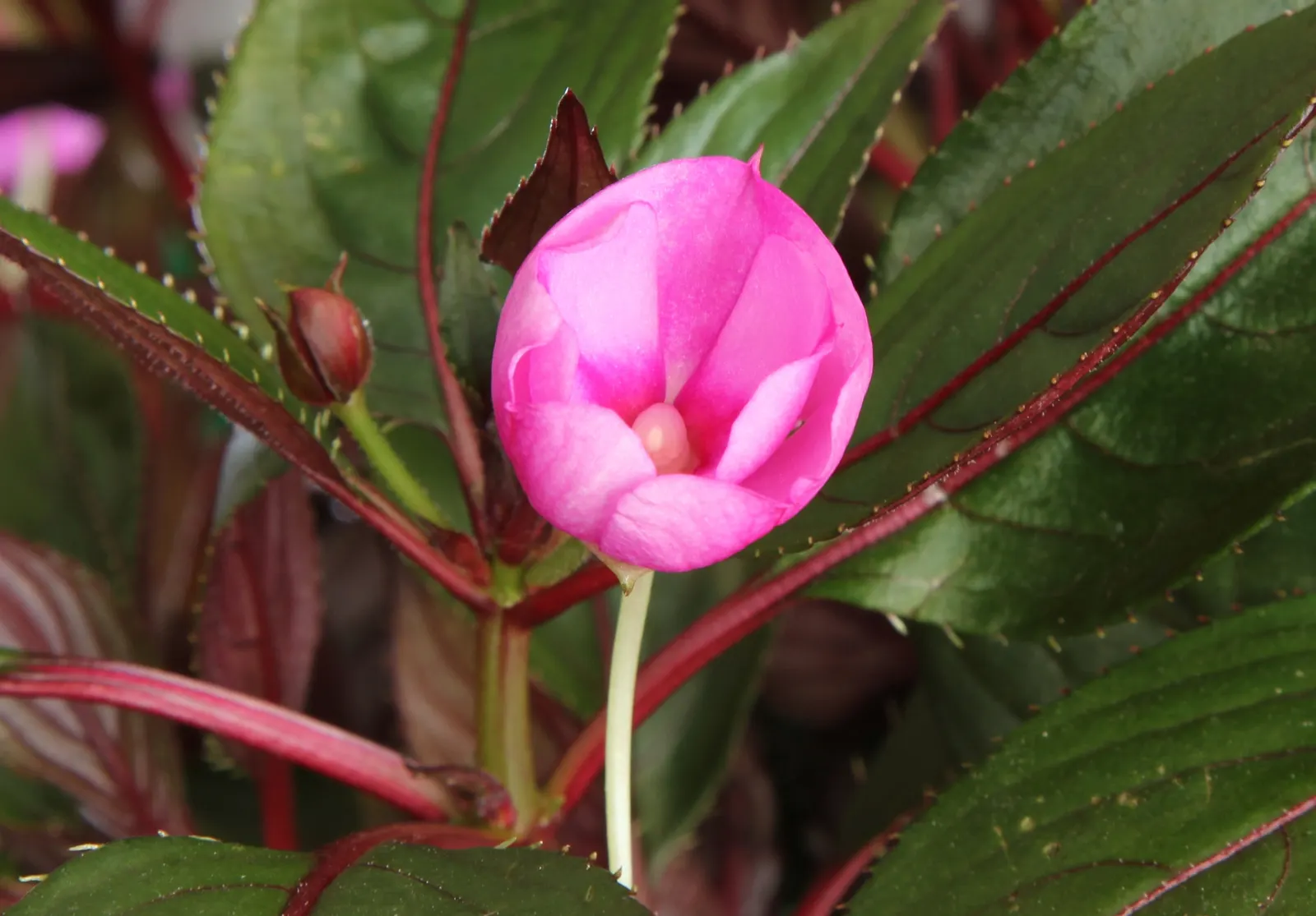 Impatiens, Busy Lizzie (Impatiens Walleriana) — well-draining soil with a slightly acidic to neutral pH; regular watering is necessary, image 150