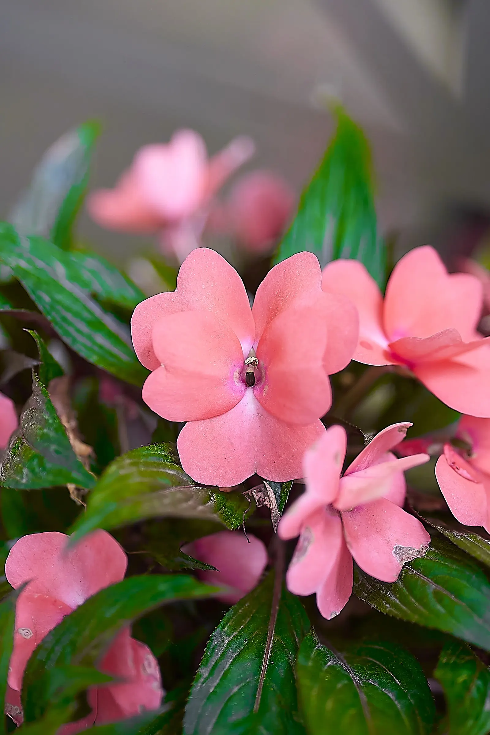 Impatiens, Busy Lizzie (Impatiens Walleriana) — ensuring a lush undergrowth or border display without overwhelming nearby plantings; annual /, image 78